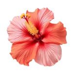 Aesthetic Lili