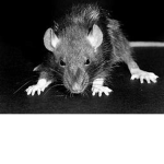 DIzzay Rats