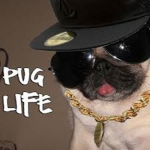 ThePugArmy