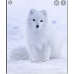 Artic foxyyyyyyy!!!!!!!