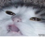 katcatcat