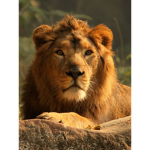King of the jungle studios