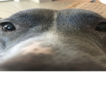 thebestdude103428