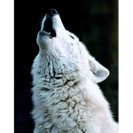 Wolves (HQ)