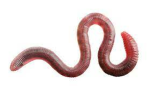 +*worm gang*+