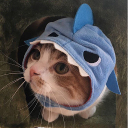 SURVIVE SCP-SHARK!!! [MEDIUM UPDATE]