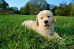 Roblox Dog Enthusiasts