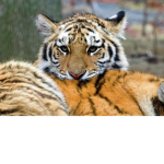 Tiger_playz