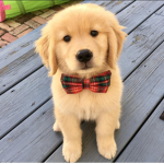 Drew Puppy Club