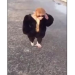 Rangers Monkeys