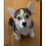 Corgi Squad Dog People ONLY