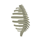 Ribs