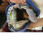 Guinea pig land