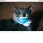 Crazy Kittie
