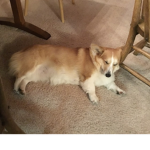Corgi party now