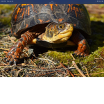 The Turtle clan for real turtles