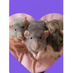 Froggi friends :D