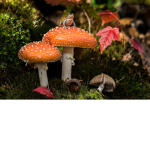 froggys and mushrooms :)
