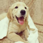 Dog golden