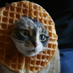 waffle cat -w-