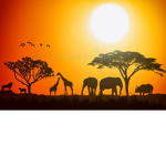 Safari Land For Any Banjoe's