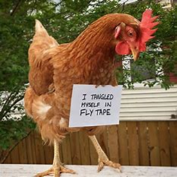 Chickens Home cars