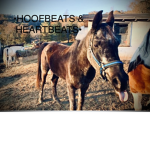 |~|HOOFBEATS & HEARTBEATS STABLE|~|