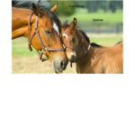 TrotValley Stables