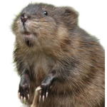 Rodent Empire