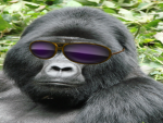 Gorilla tree