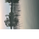Pastel Willows