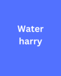 harry16363