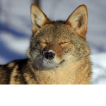 coyote wolf club