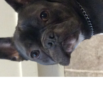 Who ever has a dog join this group!