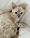 ~CATLOVERS~
