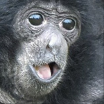 MONKEEEEEEEEEE