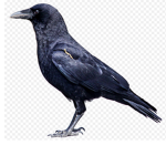 Crow buddy’s