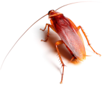 Robloxian Roaches
