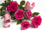 Beauty Roses