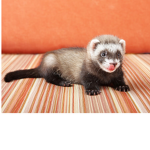 Ferret hangout