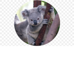 The Team Koala Forever