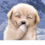 Im love pets