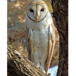 Night Owls Academy