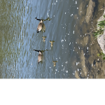 Canadian Goose Group!