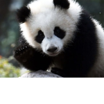 Panda rule