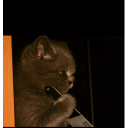 survive the killer cat
