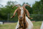 Thegoat group is thebest boi