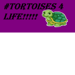 #TEAMTORTOISE