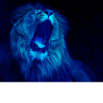 blue lions clothing group