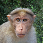 Gasersa banda